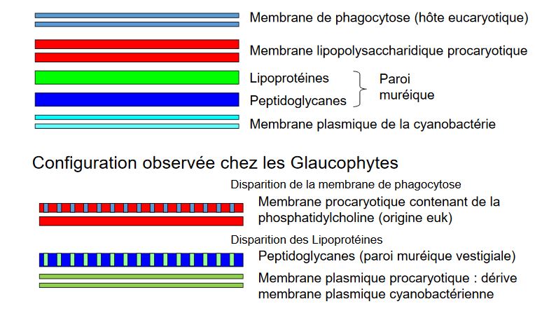 Théorie de l endosymbiose Cours de Licence 3